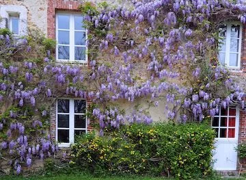 Wisteria in full bloom across the stone and brick façade of the cottage, a flowering shrub below