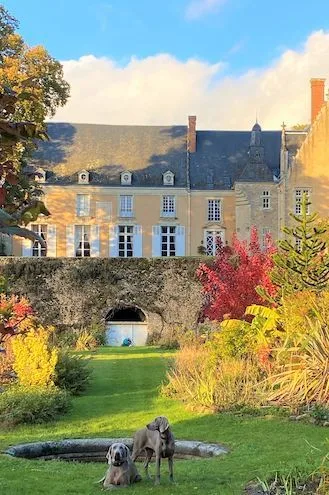 Two grey dogs on the lawn below the garden wall, the château façade and autumn shrubs behind