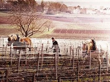 Draught horses ploughing between vine rows in winter in Burgundy, a village on the hillside beyond